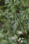 Hedge parsley